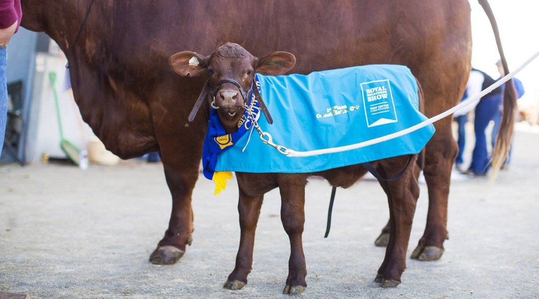 royal melbourne show calf